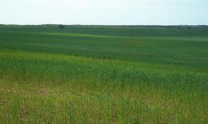 Farm For Sale Maggea South Australia