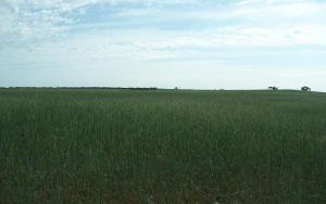 Farm For Sale Maggea South Australia