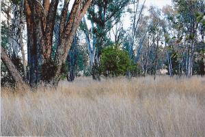 Farm For Sale Warialda New South Wales