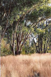 Farm For Sale Warialda New South Wales