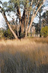 Farm For Sale Warialda New South Wales