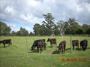 Acreage Farm For Sale East Gippsland Vic