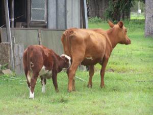 Farm For Sale Stockleigh Queensland