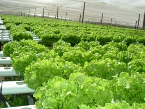Farm For Sale Duranbah New South Wales