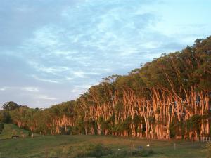 Farm For Sale Duranbah New South Wales