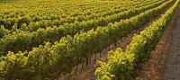 Vineyard For Sale Renmark South Australia