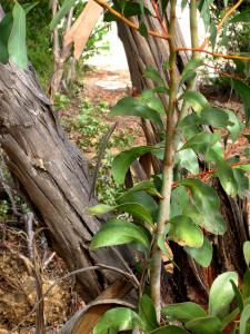 Land For Sale Mount Barker Western Australia