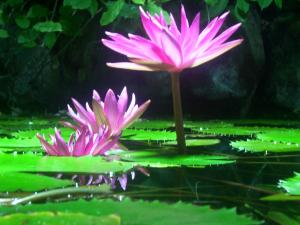 Business For Sale Leanyer Northern Territory